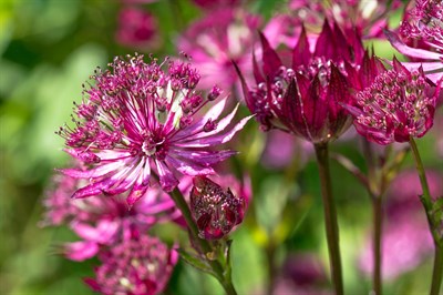 Астранция (Astrantia Major 'Ruby Wedding) 1701 - фото 4611